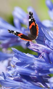 Preview wallpaper admiral, butterfly, flowers, macro