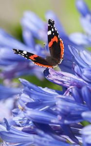 Preview wallpaper admiral, butterfly, flowers, macro