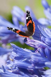 Preview wallpaper admiral, butterfly, flowers, macro