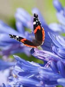 Preview wallpaper admiral, butterfly, flowers, macro