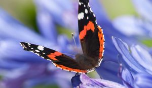 Preview wallpaper admiral, butterfly, flowers, macro