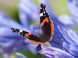 Preview wallpaper admiral, butterfly, flowers, macro