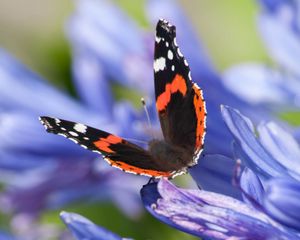 Preview wallpaper admiral, butterfly, flowers, macro