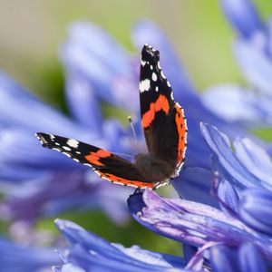 Preview wallpaper admiral, butterfly, flowers, macro