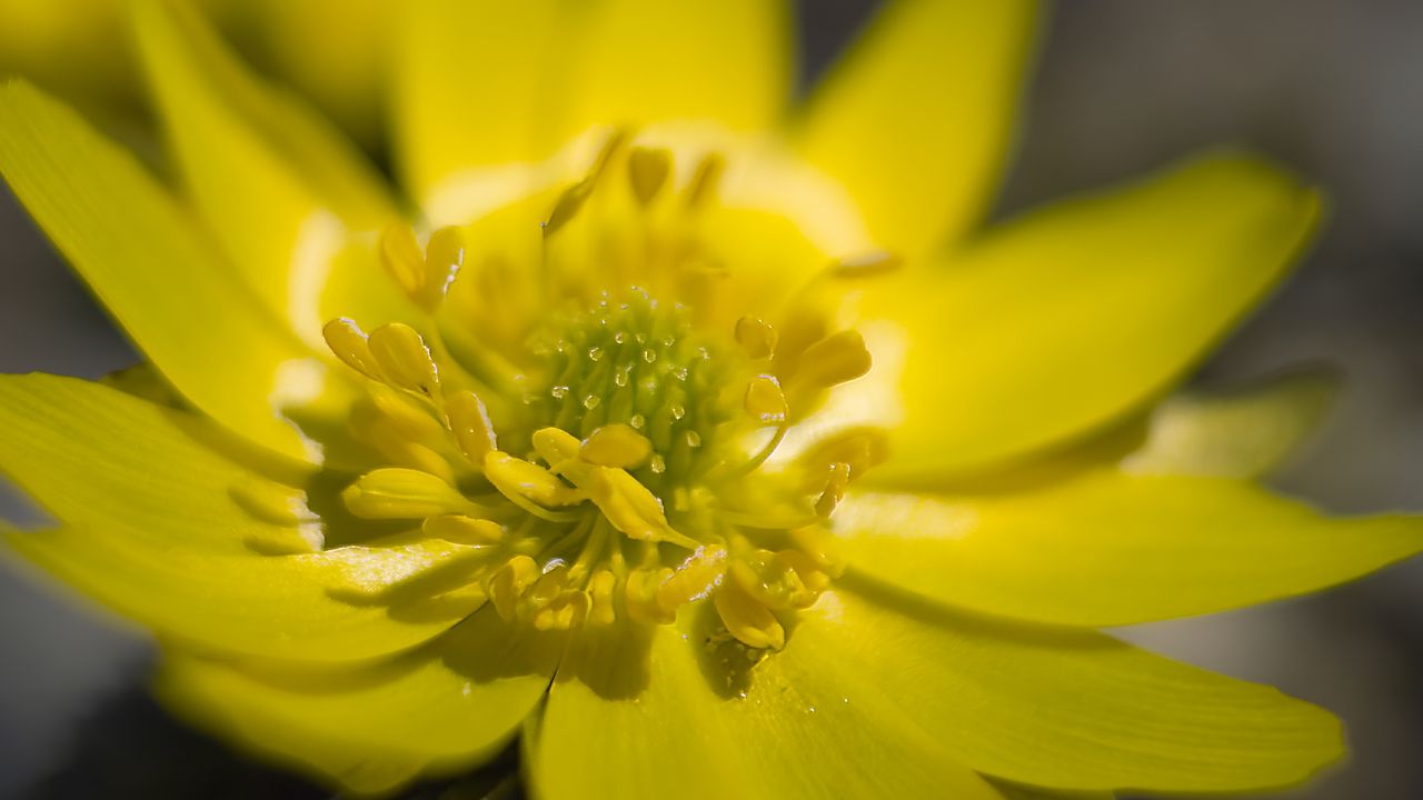 Wallpaper adonis, flower, macro, petals, yellow