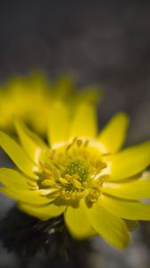 Preview wallpaper adonis, flower, macro, petals, yellow