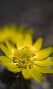 Preview wallpaper adonis, flower, macro, petals, yellow