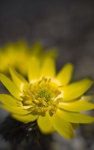 Preview wallpaper adonis, flower, macro, petals, yellow