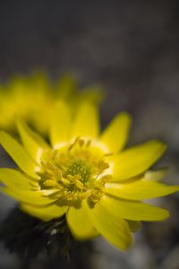 Preview wallpaper adonis, flower, macro, petals, yellow