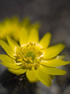 Preview wallpaper adonis, flower, macro, petals, yellow