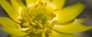 Preview wallpaper adonis, flower, macro, petals, yellow