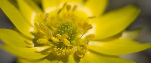 Preview wallpaper adonis, flower, macro, petals, yellow