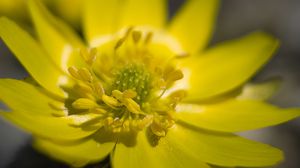 Preview wallpaper adonis, flower, macro, petals, yellow