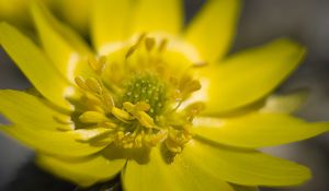 Preview wallpaper adonis, flower, macro, petals, yellow