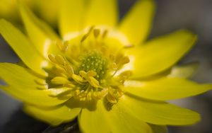 Preview wallpaper adonis, flower, macro, petals, yellow