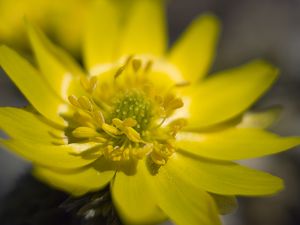 Preview wallpaper adonis, flower, macro, petals, yellow