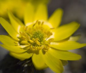 Preview wallpaper adonis, flower, macro, petals, yellow