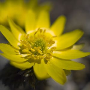 Preview wallpaper adonis, flower, macro, petals, yellow