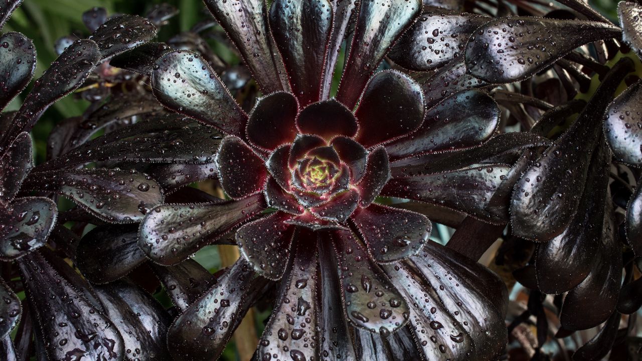 Wallpaper aeonium arboreum, tree aeonium, leaves, drops, plant