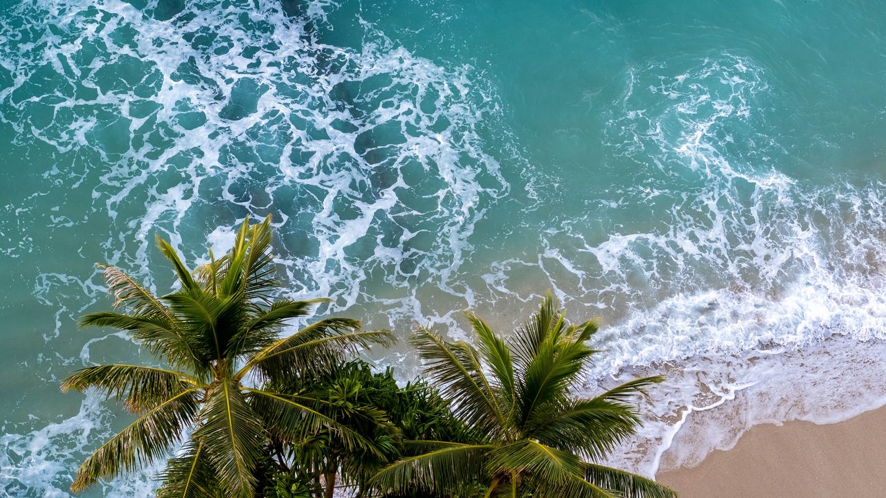 Wallpaper aerial view, palm, beach, sea