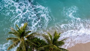 Preview wallpaper aerial view, palm, beach, sea