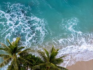 Preview wallpaper aerial view, palm, beach, sea