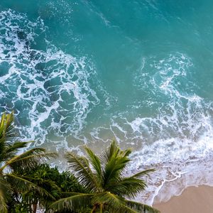 Preview wallpaper aerial view, palm, beach, sea