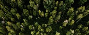 Preview wallpaper aerial view, road, trees, forest