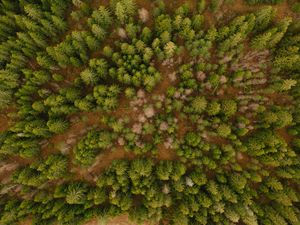 Preview wallpaper aerial view, trees, forest