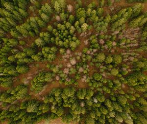Preview wallpaper aerial view, trees, forest