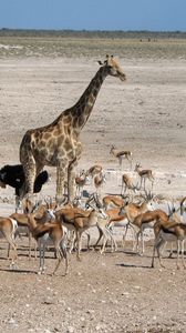 Preview wallpaper africa, animals, wilderness, walk, ostrich, giraffe