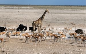 Preview wallpaper africa, animals, wilderness, walk, ostrich, giraffe
