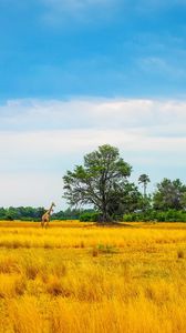 Preview wallpaper africa, giraffe, grass, trees