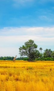 Preview wallpaper africa, giraffe, grass, trees