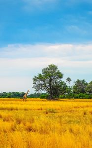 Preview wallpaper africa, giraffe, grass, trees