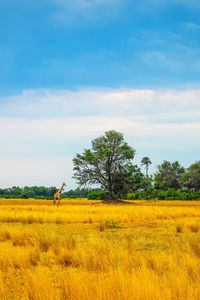 Preview wallpaper africa, giraffe, grass, trees