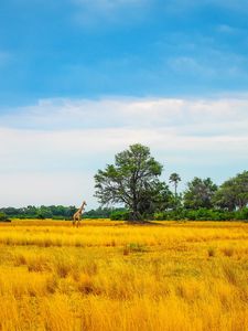 Preview wallpaper africa, giraffe, grass, trees