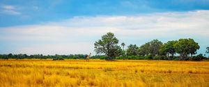 Preview wallpaper africa, giraffe, grass, trees