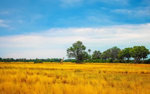 Preview wallpaper africa, giraffe, grass, trees