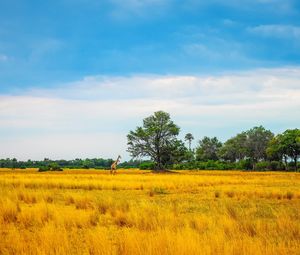 Preview wallpaper africa, giraffe, grass, trees