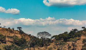 Preview wallpaper africa, hills, trees, clouds