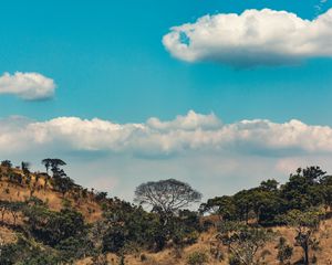 Preview wallpaper africa, hills, trees, clouds