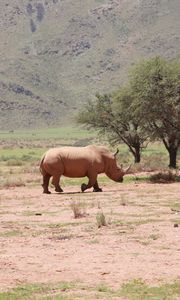 Preview wallpaper africa, rhino, trees, desert