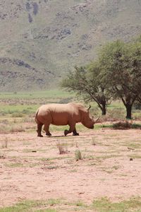 Preview wallpaper africa, rhino, trees, desert