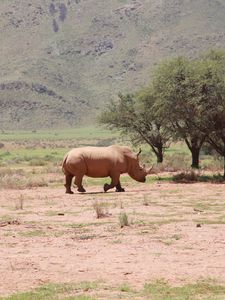 Preview wallpaper africa, rhino, trees, desert