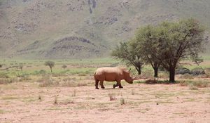 Preview wallpaper africa, rhino, trees, desert