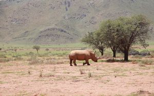 Preview wallpaper africa, rhino, trees, desert
