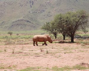 Preview wallpaper africa, rhino, trees, desert