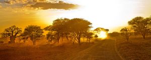 Preview wallpaper africa, road, sunrise, sand, trees