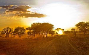 Preview wallpaper africa, road, sunrise, sand, trees